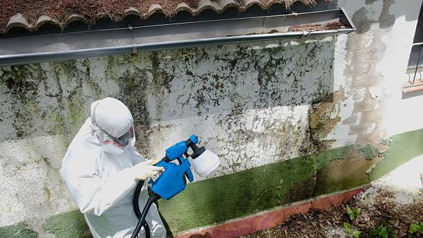 Trusted Attic Mold Removal service in Kensington, MD - Cheap Mold Removal